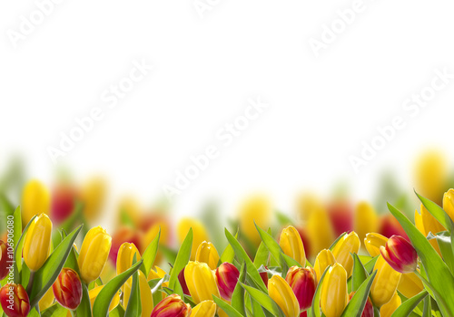 Fototapeta Naklejka Na Ścianę i Meble -  Postcard with spring tulips