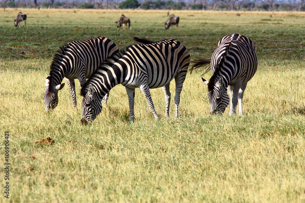 Obraz premium Zebra 