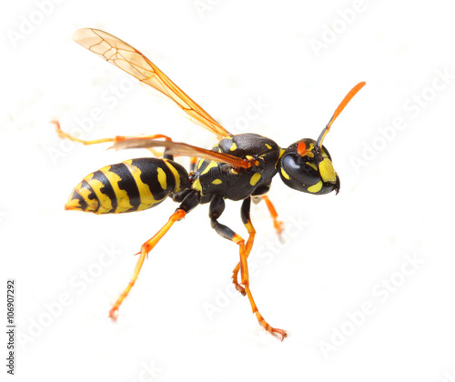 Yellow Jacket Wasp on white background. Close up with shallow DOF.  © Kletr