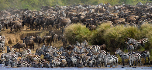 Bild auf Leinwand Wildebeests are crossing Mara river