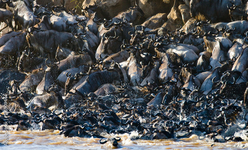 Wildebeests are crossing Mara river. Great Migration. Kenya. Tanzania. Masai Mara National Park. An excellent illustration.