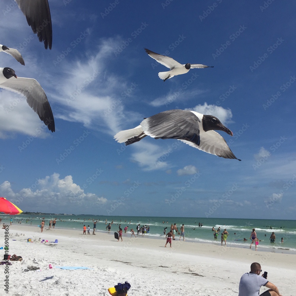 Fototapeta premium Seagulls in Flight at Siesta Keys