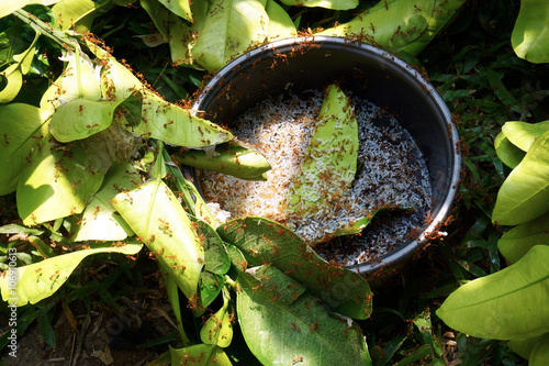 Ants carrying eggs escape from the grip of the hunt .