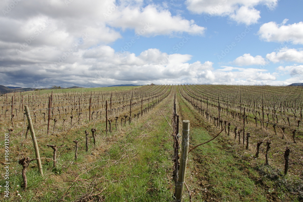 Vigne dans le Limouxin,Aude