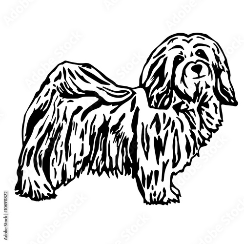 Havaneser Hund Vektor
