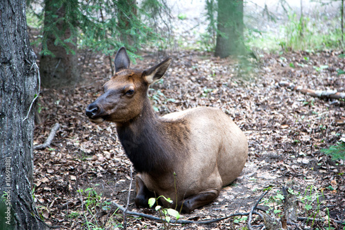 Close up of Female Elk Cow Resting in the Woods