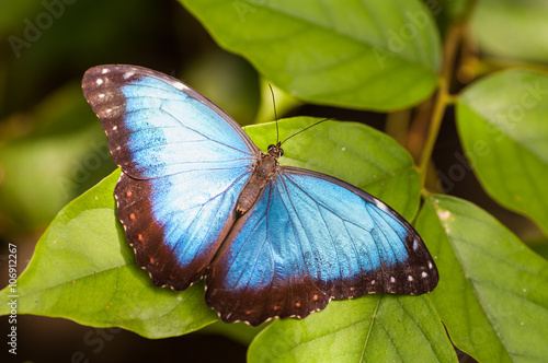 A beautiful Peleides Blue Morpho butterfly sitting on a leaf, Belize