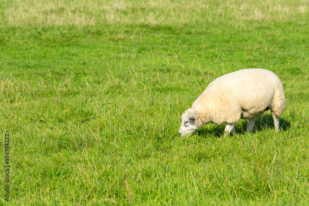 sheep eats green grass at farm sheep eats green grass at farm