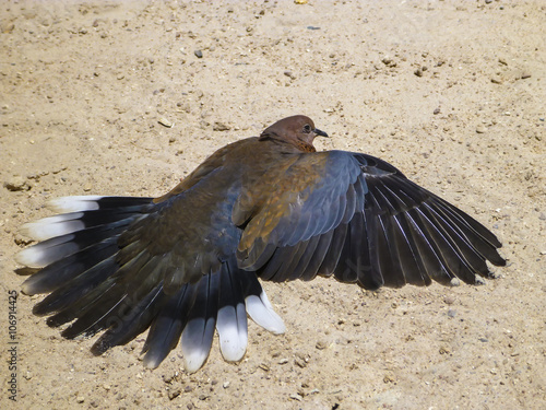 The turtledove have straightened wings and sunbathes on the sand beach