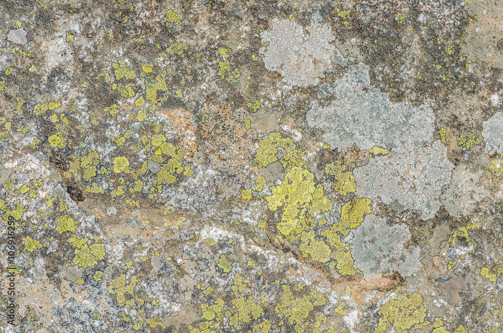 Granite rock covered with lichen Granite rock covered with lichen