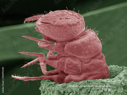 Coloured SEM of caddisfly larva in case photo