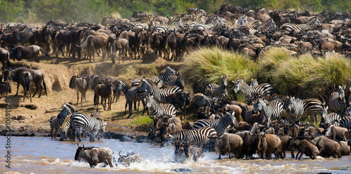 Foto Wildebeests are crossing Mara river