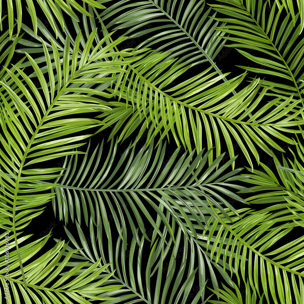 Fototapeta Tropikalna zielona palma na ciemnym tle