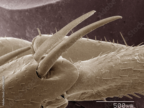 Coloured SEM of American cockroach leg photo