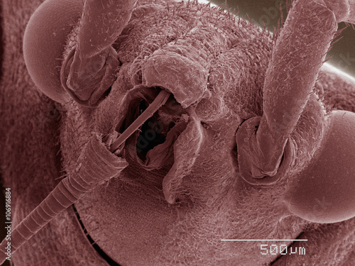 Coloured SEM of boxelder (Boisea trivittata) bug mouthparts photo