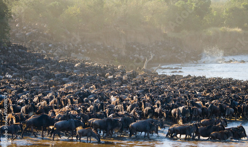 Canvas Print Big herd of wildebeest is about Mara River