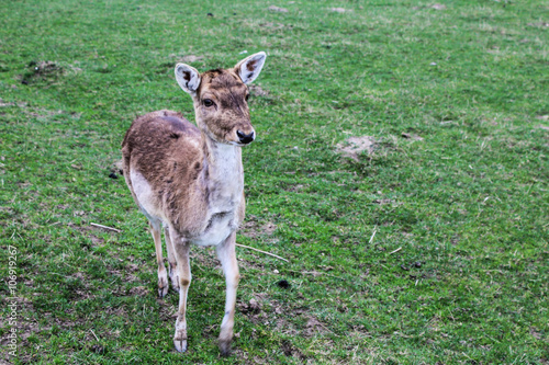 Damwild auf einer Wiese