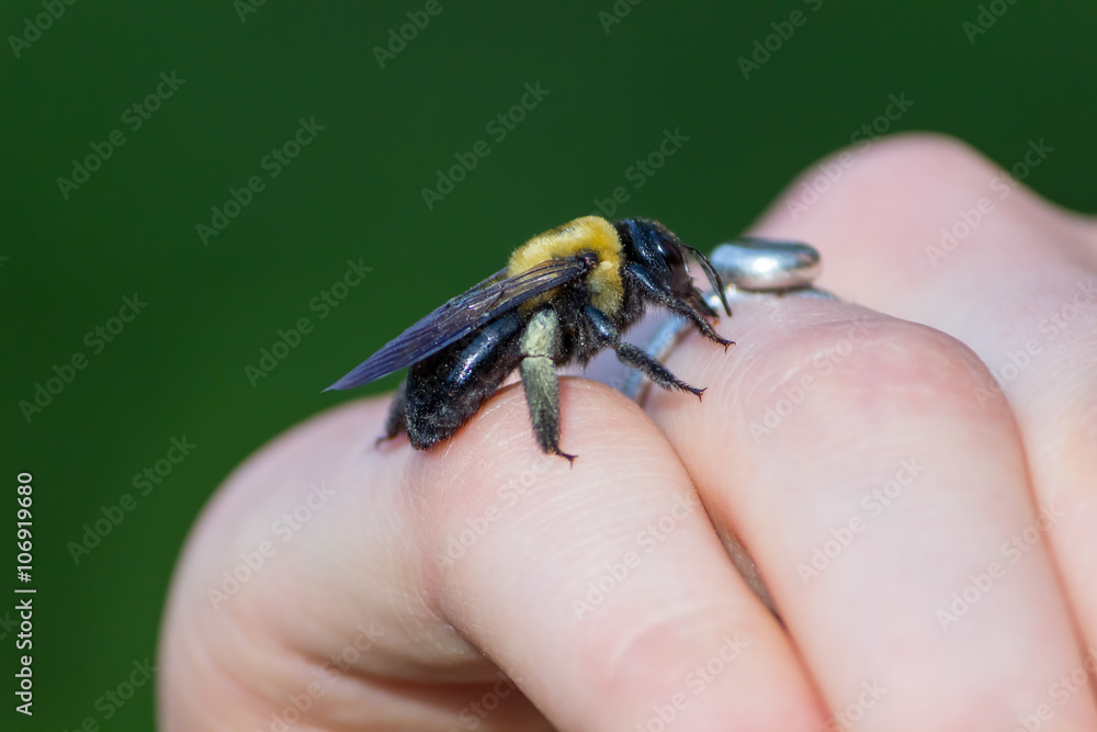 Carpenter bumble Bee sitting on a hand Carpenter bumble Bee sitting on a hand