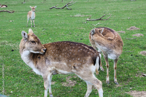 Damwild auf einer Wiese