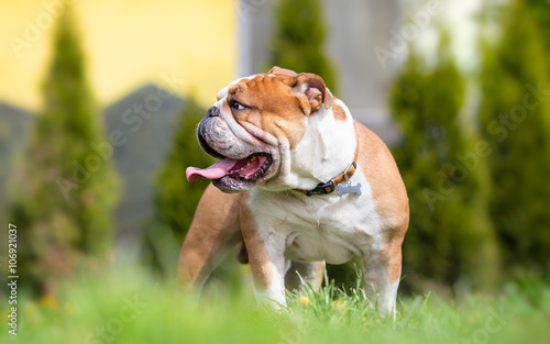 Foto English bulldog in the backyard