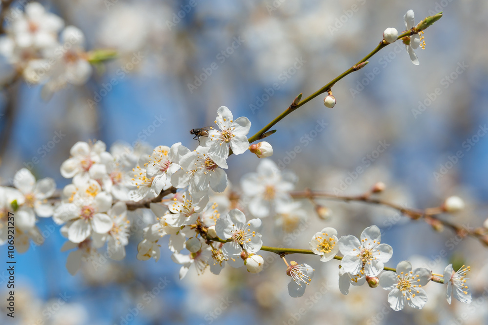 Weiße Baumblüten vor blauem Himmel im Frühling Weiße Baumblüten vor blauem Himmel im Frühling