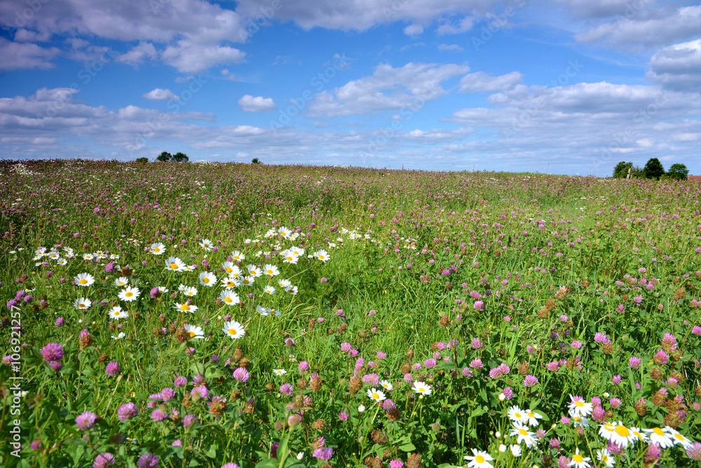 Summer landscape with meadows and flowers