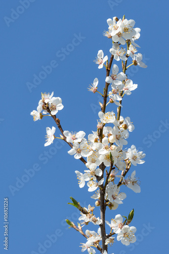 Weiße Baumblüten vor blauem Himmel im Frühling