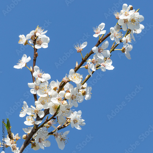 Weiße Baumblüten vor blauem Himmel im Frühling
