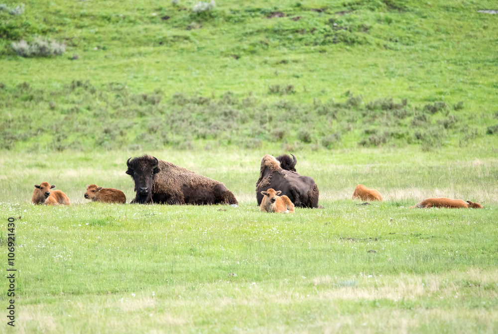 Buffaloes Buffaloes