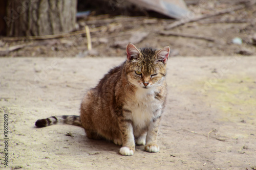 Wallpaper Mural Grey tabby cat winks Torontodigital.ca
