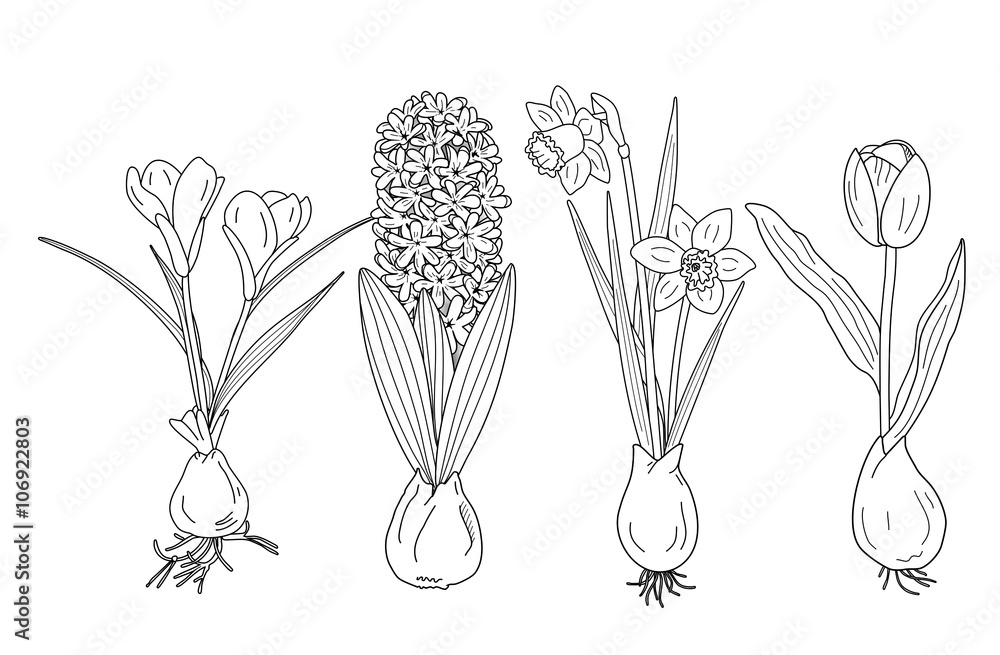 Frühblüher (Malvorlage) Stock-Illustration | Adobe Stock