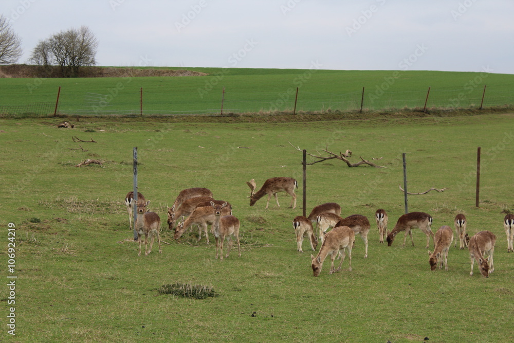 Fototapeta premium Damwild auf einer Wiese