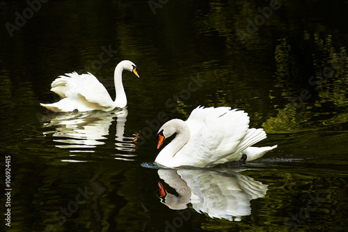 Two swans on a lake
