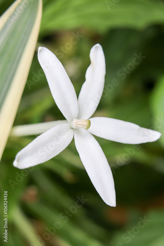 white flower 303
