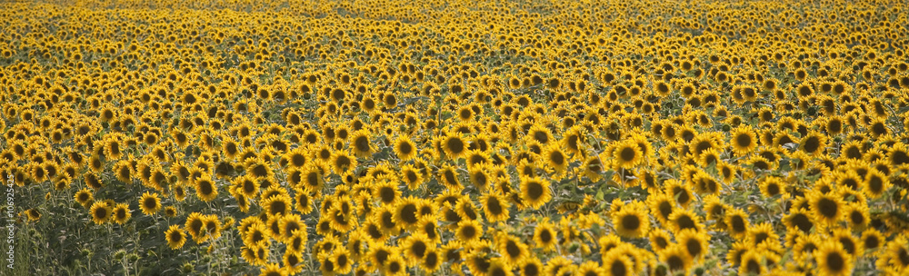 Panoramic view of sunflower field, Volterra, Tuscany, Italy Panoramic view of sunflower field, Volterra, Tuscany, Italy