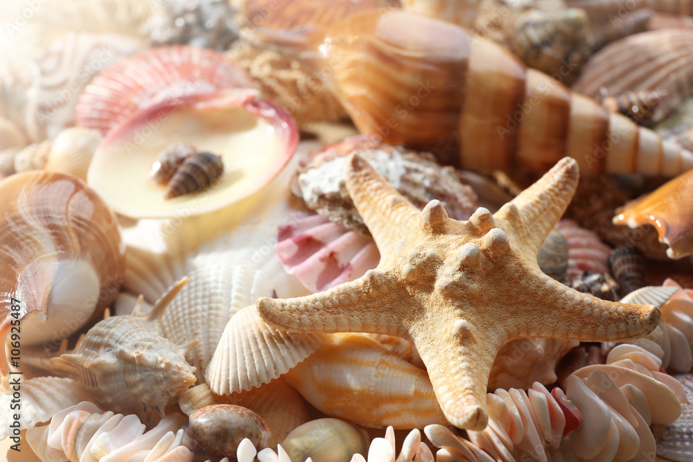 Sea shell background Sea shell background