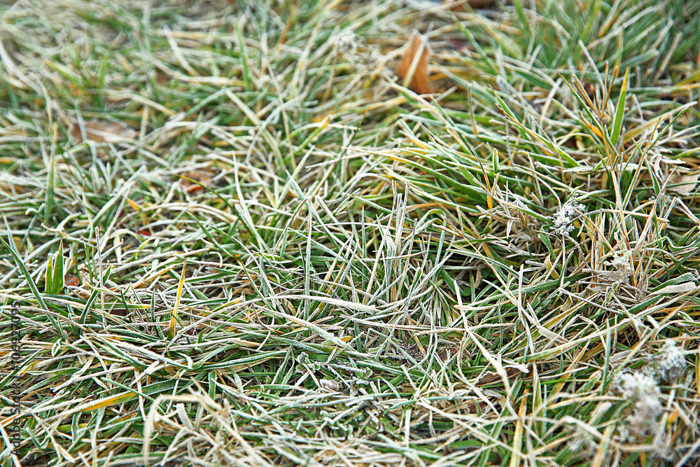 Frozen grass, close up. Natural background Frozen grass, close up. Natural background