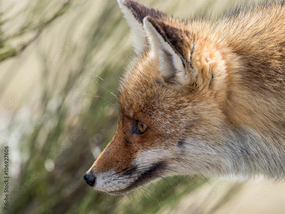 Red fox (Vulpes vulpes) close-up portrait Red fox (Vulpes vulpes) close-up portrait