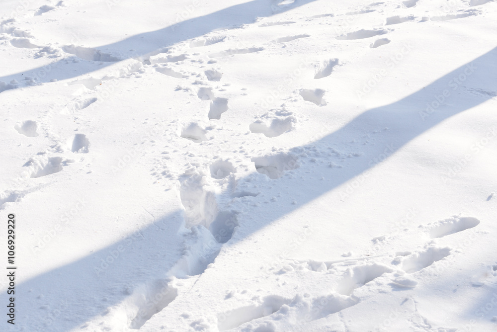 Lonely footpath in snowy park