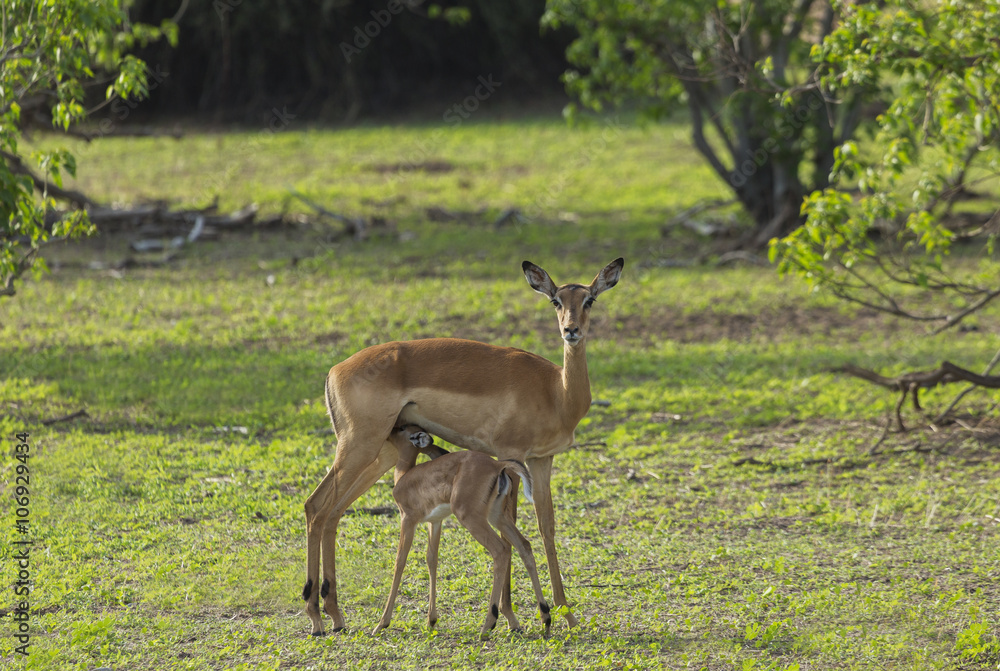 Impala (Aepyceros melampus) standing with it's fawn Impala (Aepyceros melampus) standing with it's fawn