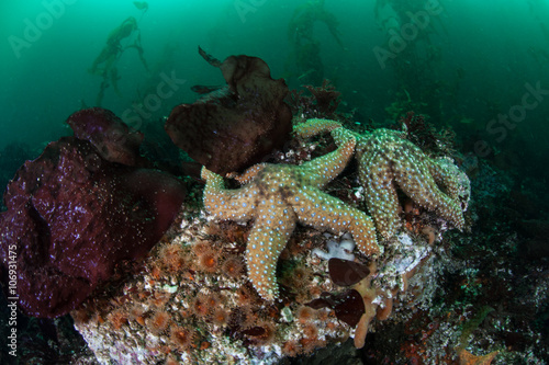 Starfish and Kelp Forest in Monterey Bay