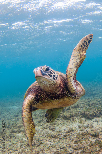Endangered Hawaii Green Sea Turtle cruising in the warm waters of the Pacific Ocean