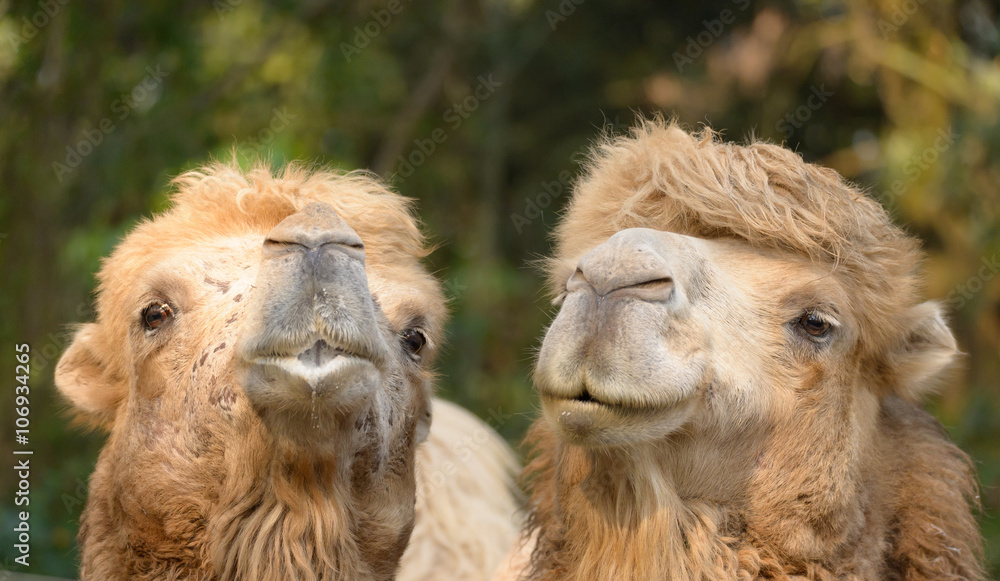 happy camels