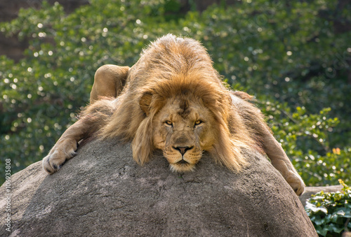 Fototapeta Naklejka Na Ścianę i Meble -  African lion