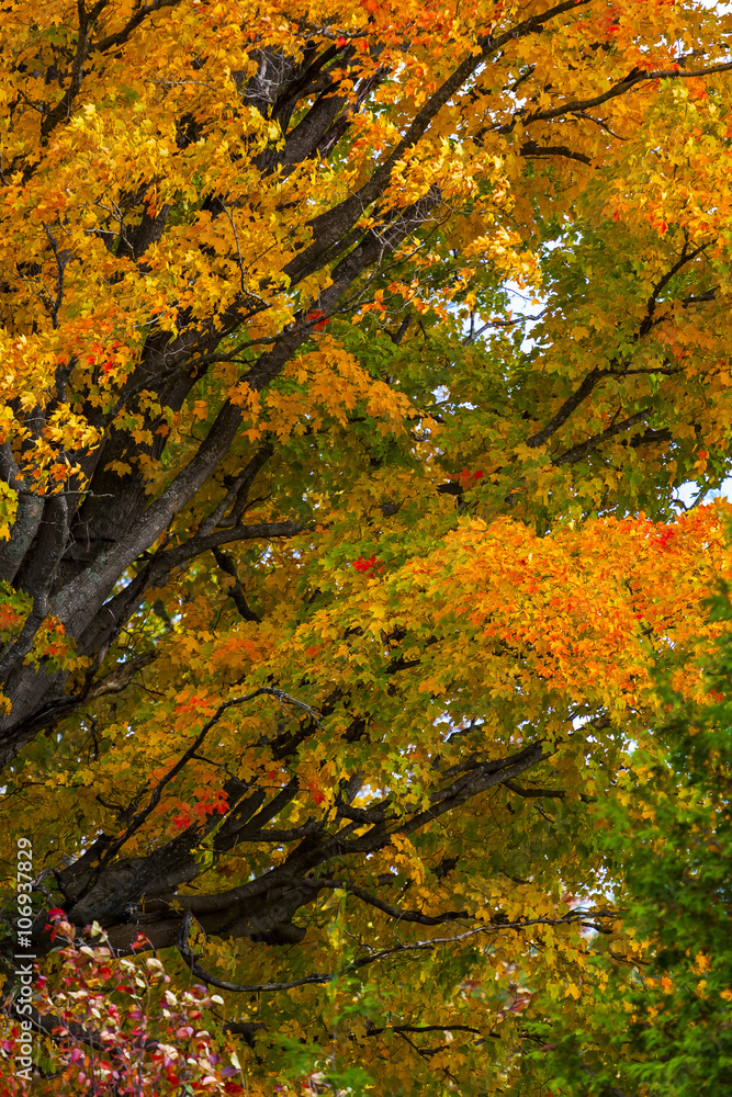 abstract view of colorful fall foliage abstract view of colorful fall foliage