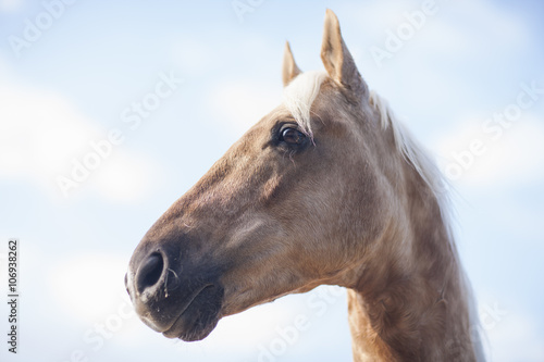 Low angle portrait of palomino horse photo