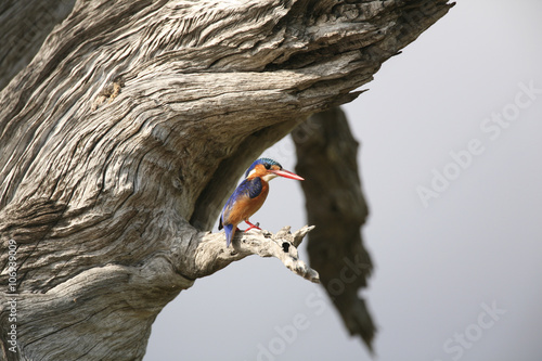 Malachite Kingfisher (Alcedo cristata), Selous National Park, Tanzania photo