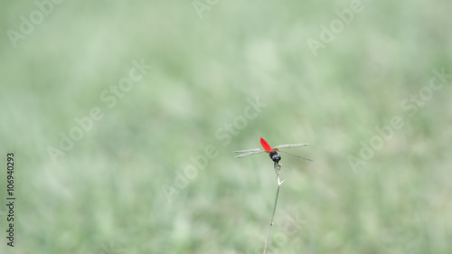 Red Dragonfly on Tip of Grass