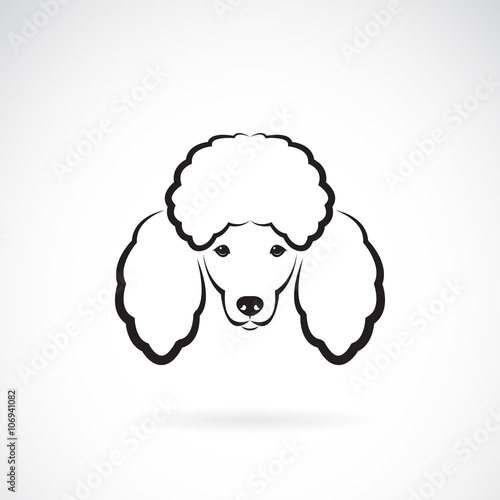 Vector image of an dog poodle face on a white background