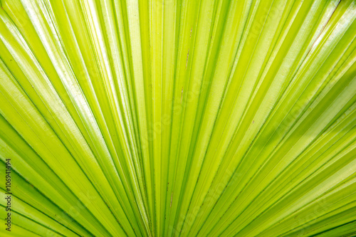 Close up of green sugar palm leaf texture background